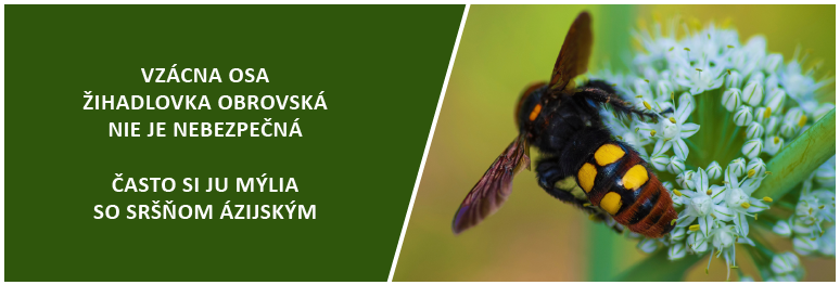 Slider 773 x 263 px - Zihadlovka slider